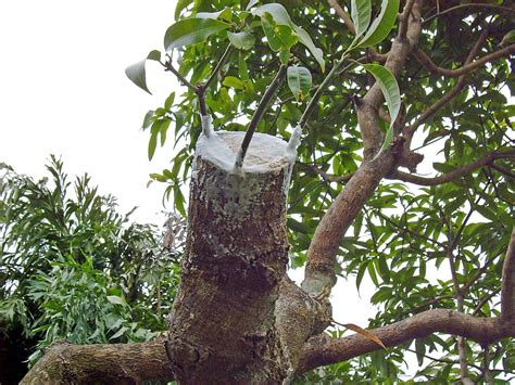 How to graft mango trees branch